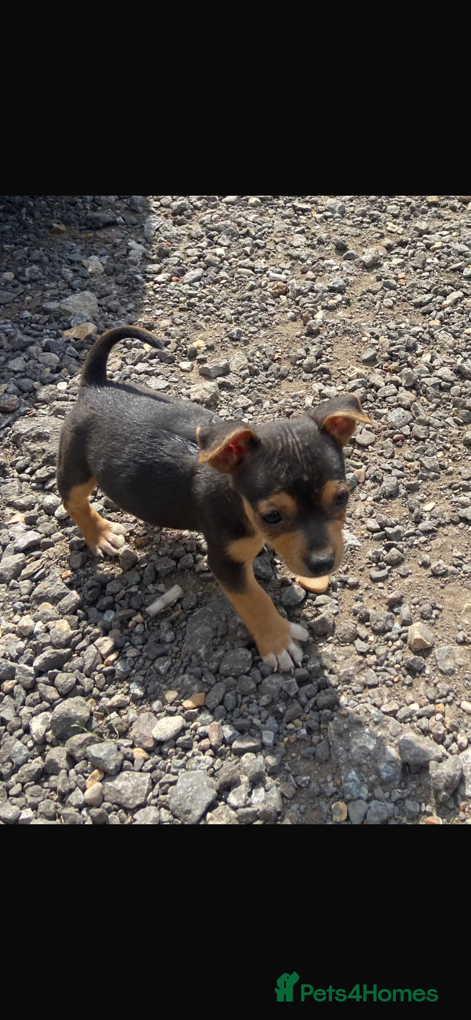 Jack Russell dogs for sale: Ready to leave - Advert 7