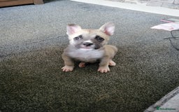 Akita dogs for sale: Akita 2years old  - Image 5