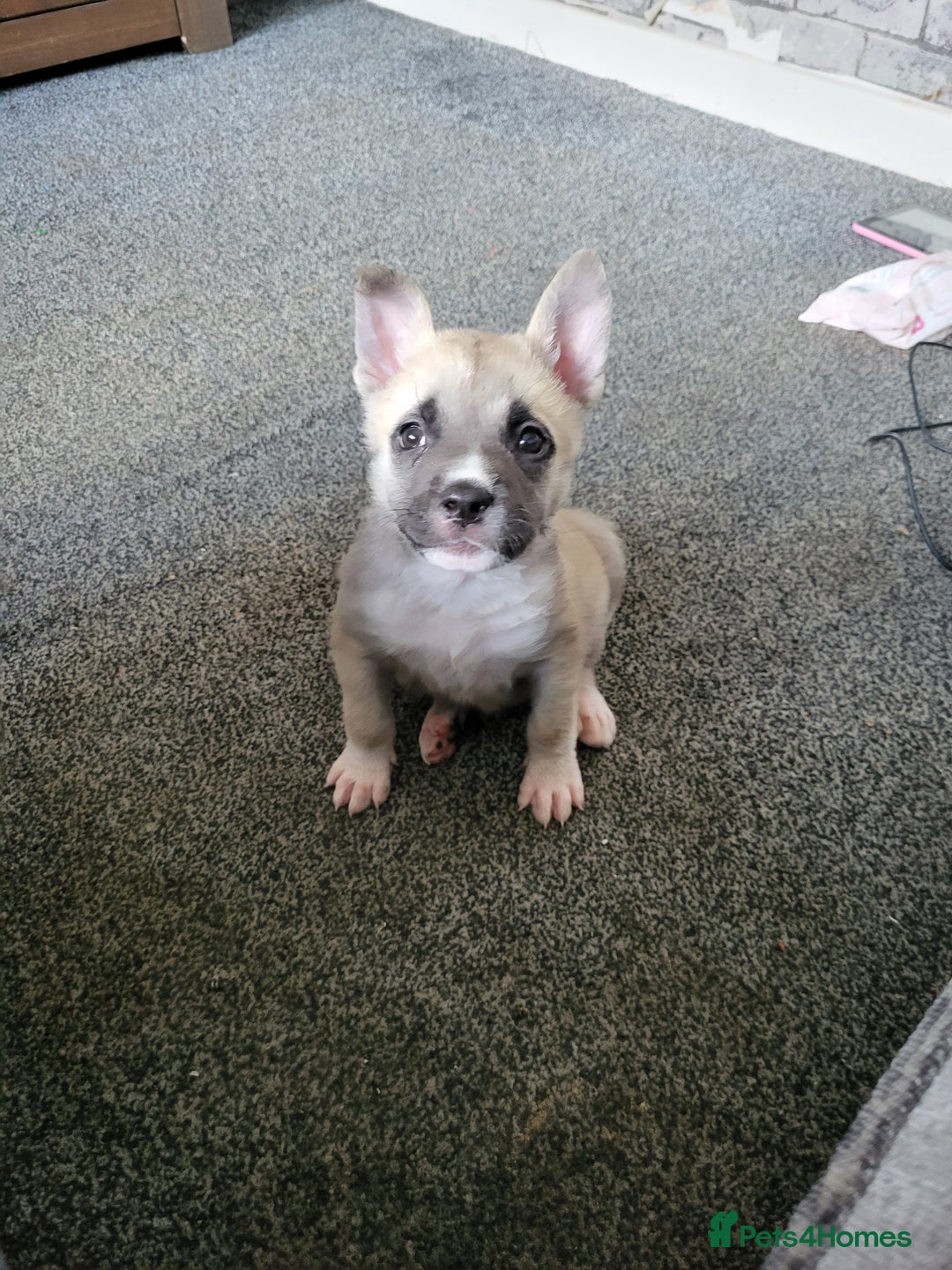 Akita dogs for sale: Akita 2years old  - Image 5