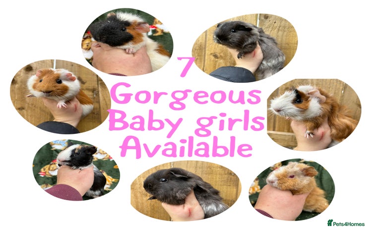 Guinea Pig rodents - Advert 3