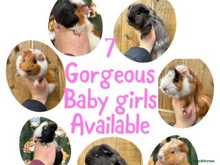Guinea Pig rodents - Advert 2
