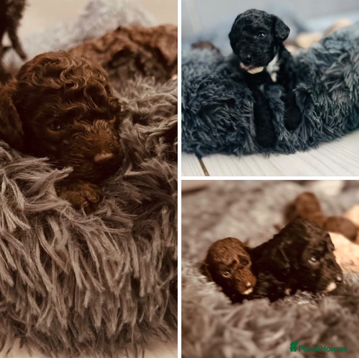 Miniature Poodle dogs 5 star Miniature poodle puppies  - Advert 1