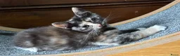 Ragdoll cats for sale: Lovely Kittens - Advert 1