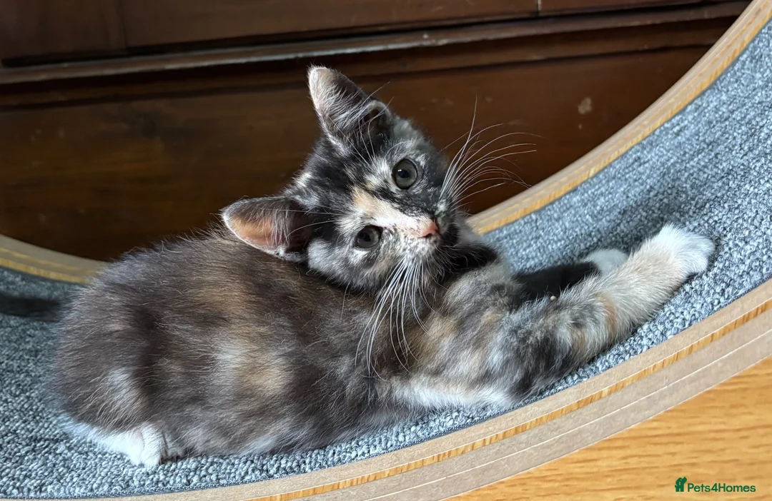 Ragdoll cats for sale: Lovely Kittens - Advert 1