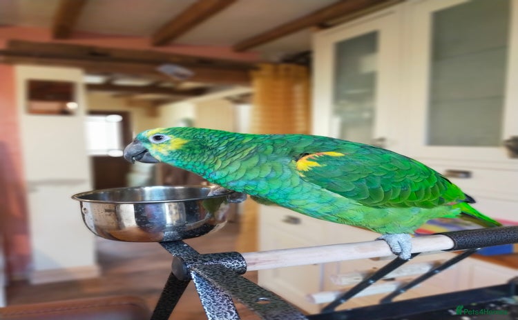 Parrots birds - Advert 11