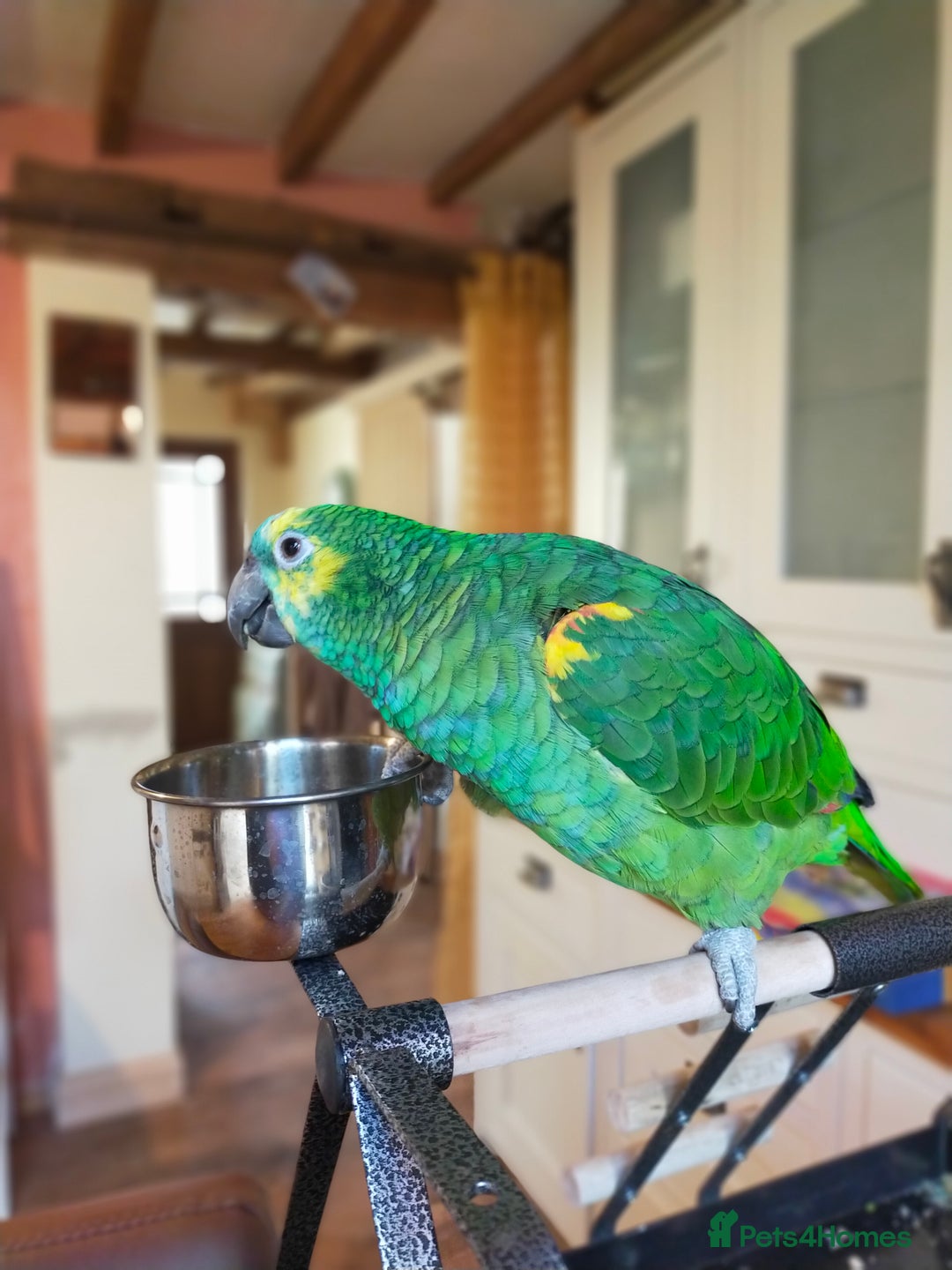 Parrots birds for sale: Jessie - Image 1