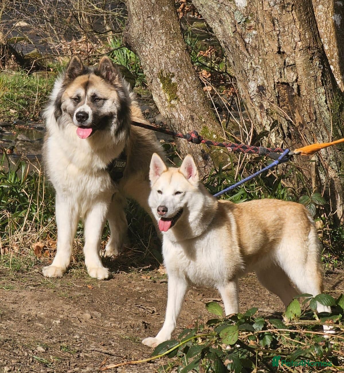 Siberian Husky dogs Husky/akita pups - Advert 2