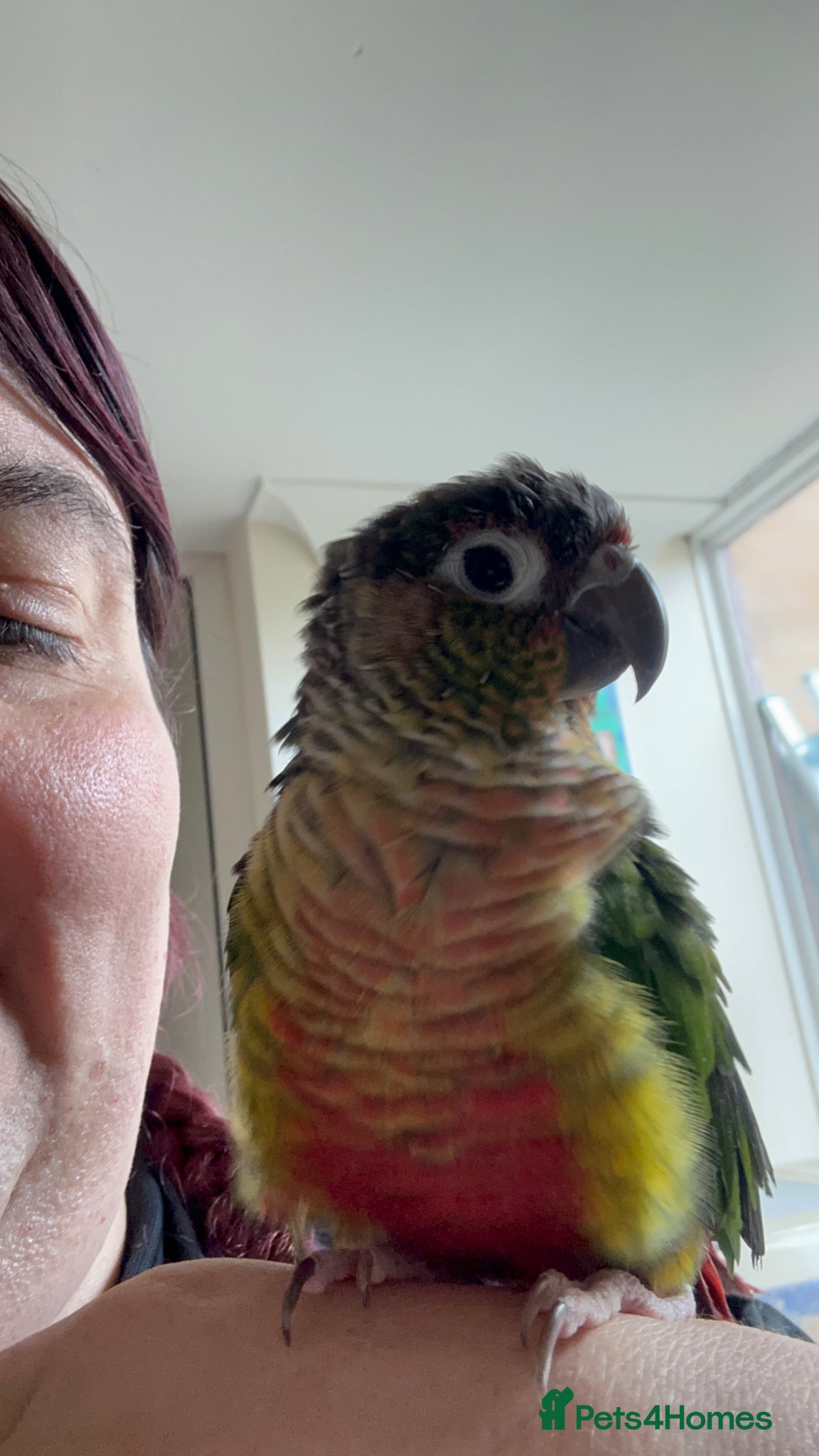 Conures birds Beautiful pair of conures for sale - Advert 1