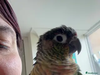 Conures birds Beautiful pair of conures for sale - Advert 1