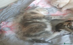 Mixed Breed cats for sale: Miss sijanda  - Image 8