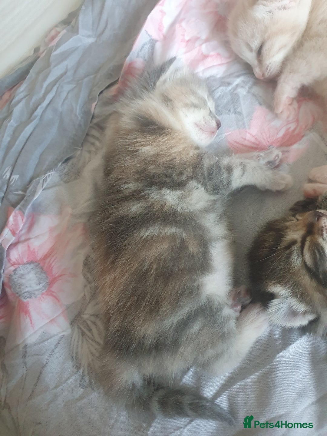 Mixed Breed cats for sale: Miss sijanda  - Image 8