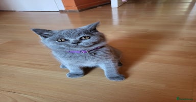 Scottish Fold cats - Advert 11