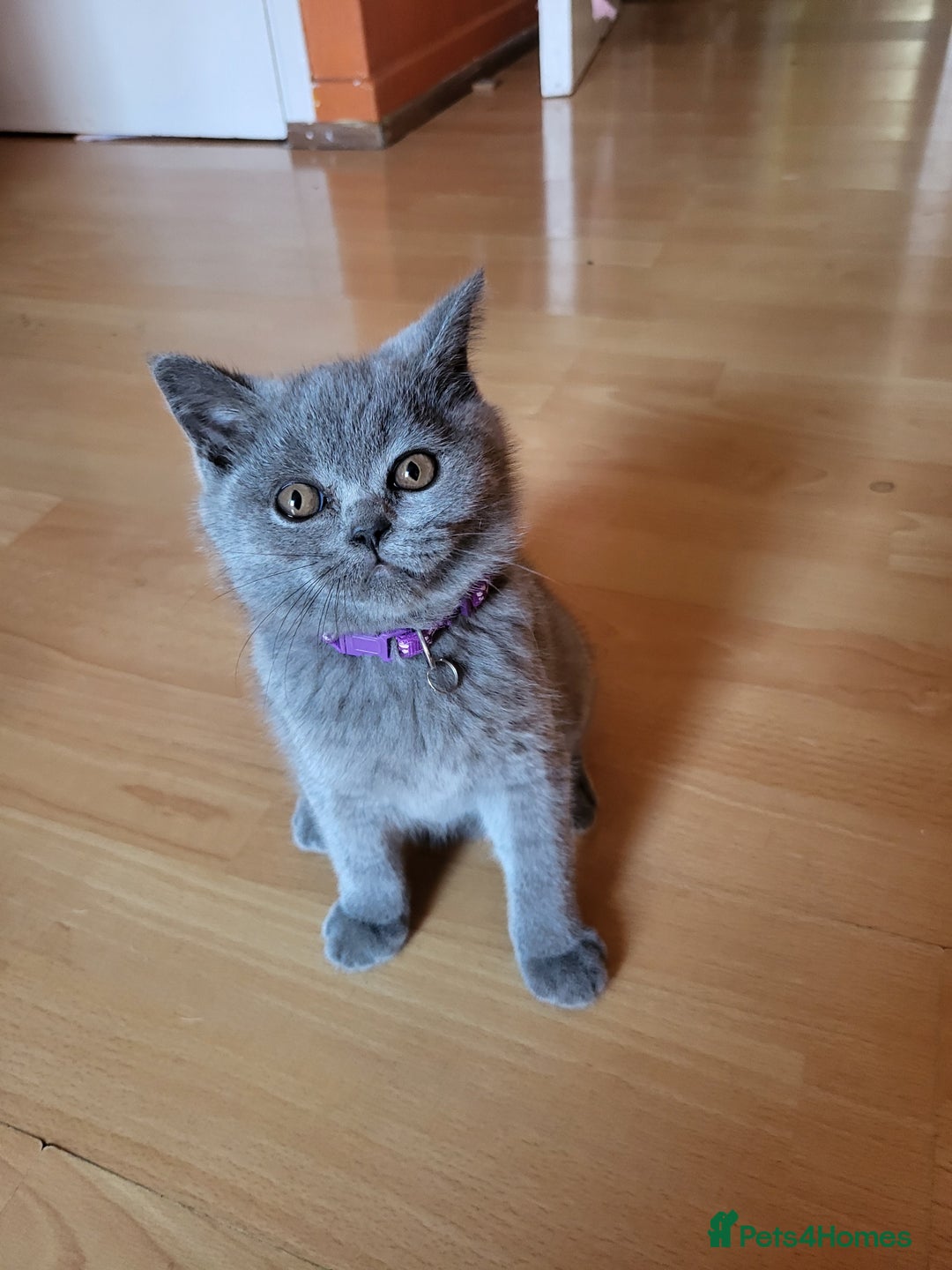 Scottish Fold cats for sale: Beautiful Female Scottish Straight Kitten - Image 2