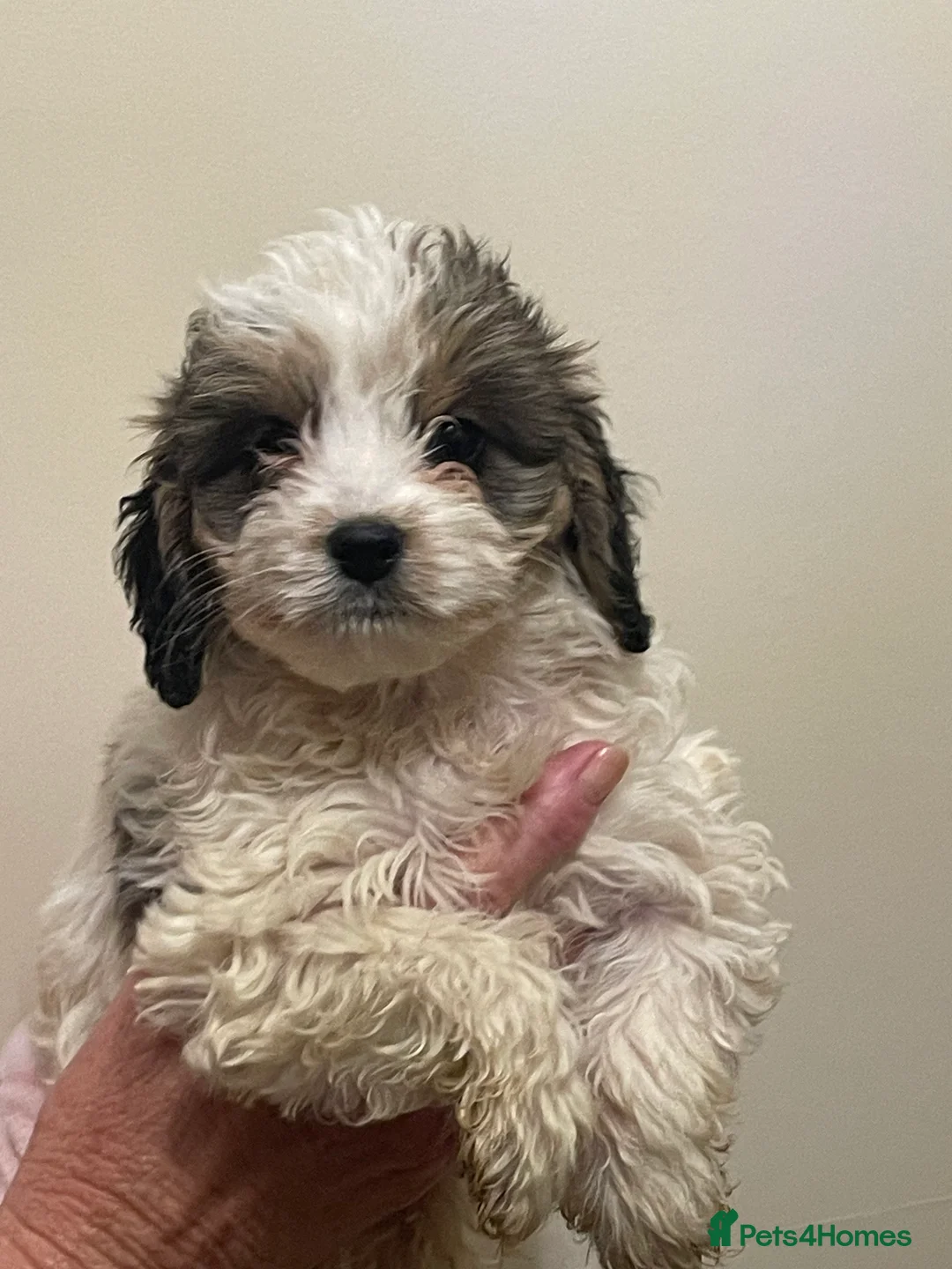 Cockapoo dogs for sale:  Cockapoo Puppies Ready for Loving Homes  - Advert 15