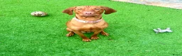Hungarian Vizsla dogs for sale: KC Viszla needs rehoming 1 year 2 months - Advert 6