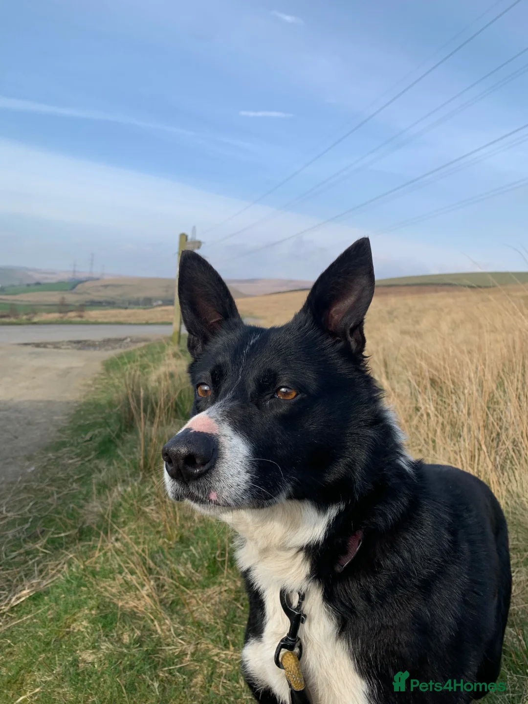Border Collie dogs for sale: 7 Border Collie ISDS Registered Pups for Sale - Advert 1