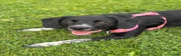 Sprollie dogs for sale: Betsy - Advert 3