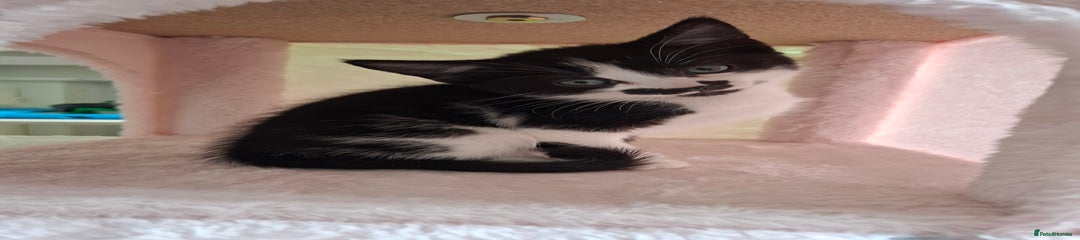 Mixed Breed Kitten 1