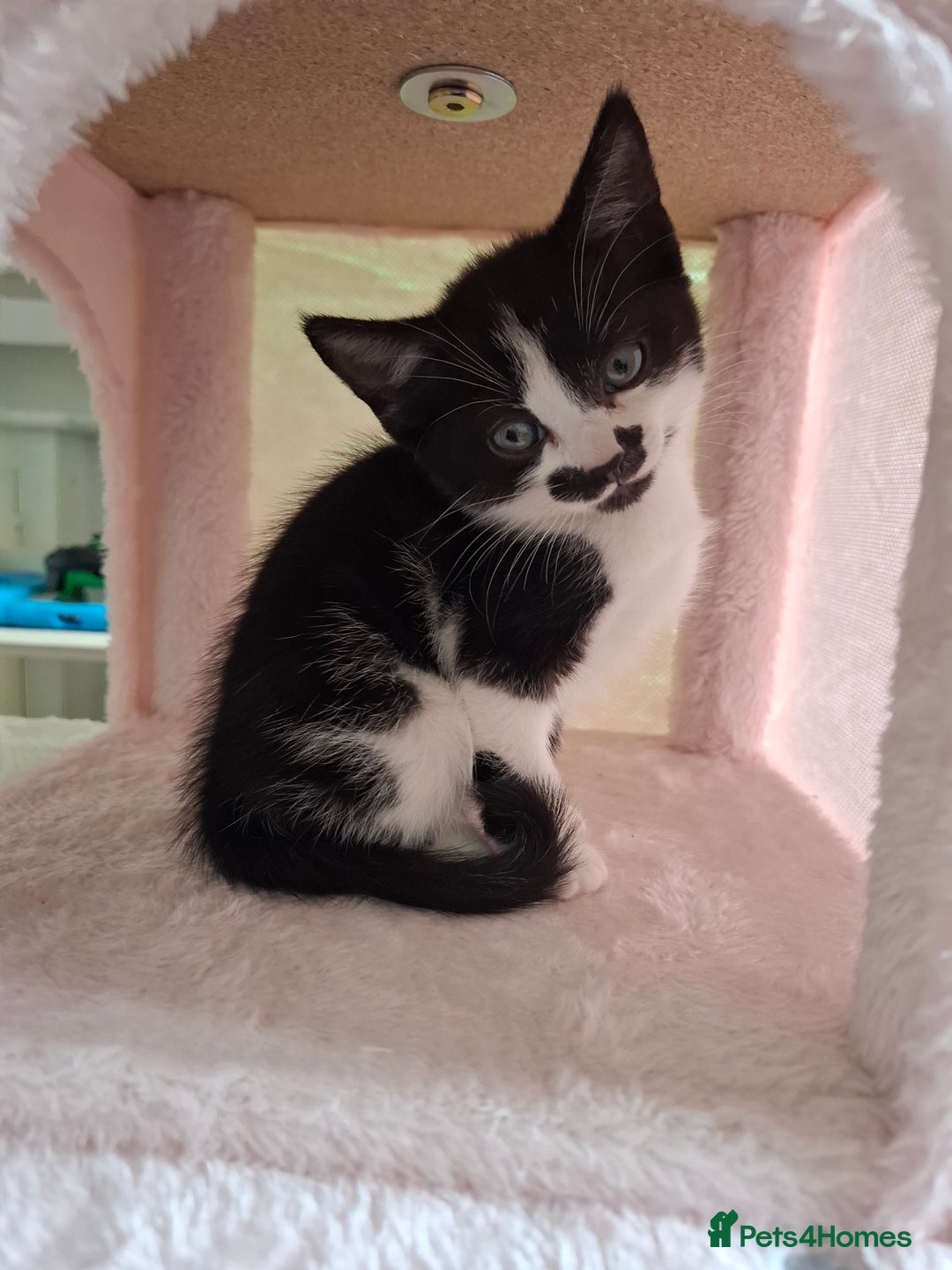 Mixed Breed cats for sale: Bella - Image 2