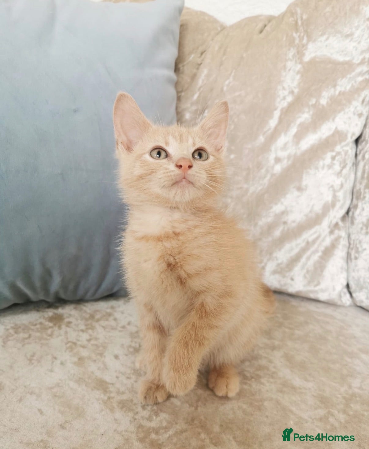Mixed Breed cats REDUCED Ragdoll X Kittens - Advert 18