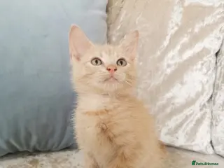 Mixed Breed cats REDUCED Ragdoll X Kittens - Advert 18