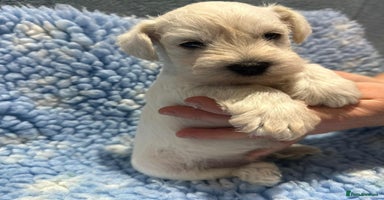 Miniature Schnauzer dogs - Advert 3