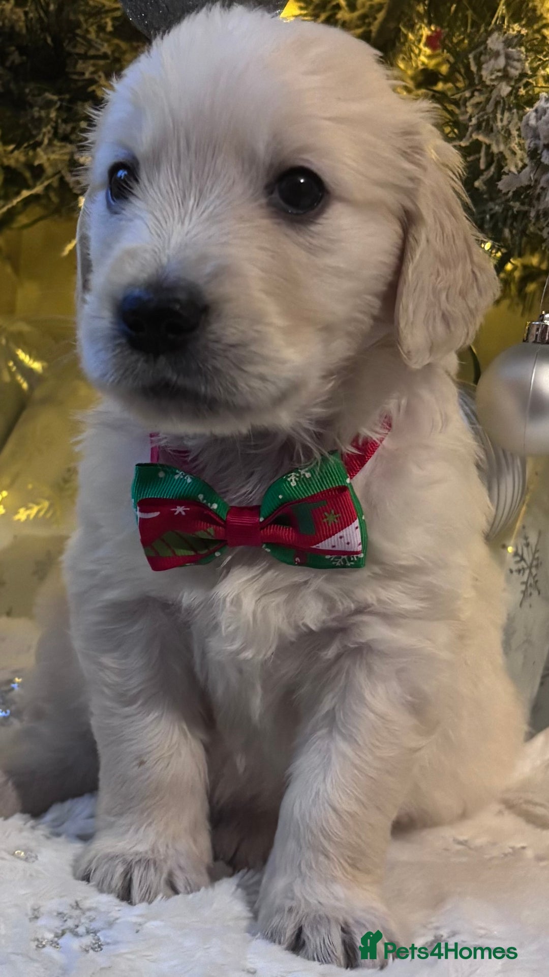 Golden Retriever dogs for sale: champion lines kc golden retriever puppies  - Advert 1