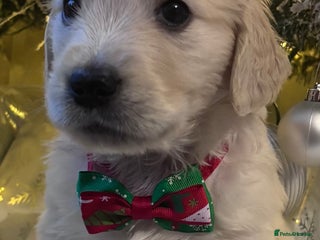 Golden Retriever dogs champion lines kc golden retriever puppies - Advert 3