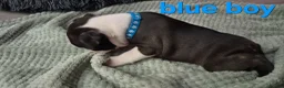 Boston Terrier dogs for sale: ⭐️KC registered beautiful Boston terrier puppies - Advert 18