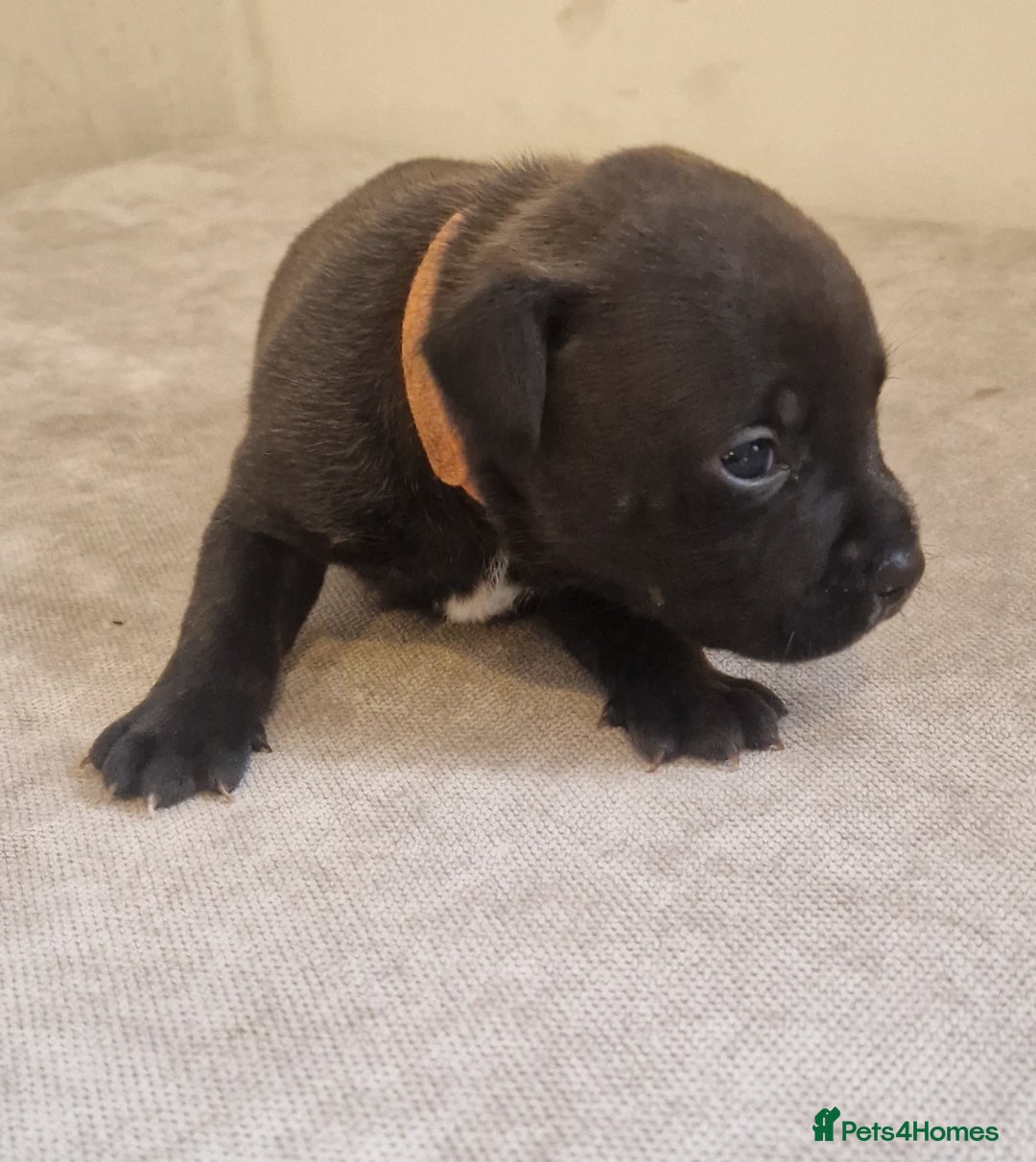 Staffordshire Bull Terrier dogs for sale: Staffordshire Bull Terrier Pups - Image 4