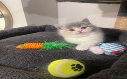 British Shorthair cats for sale:  💖Rare Colors British Shorthair Kittens💖 - Image 9