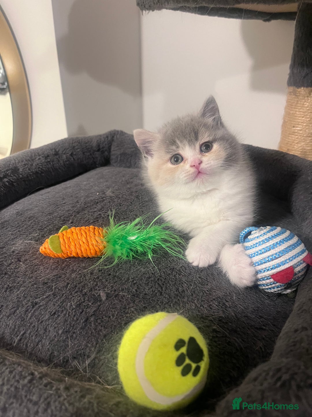 British Shorthair cats for sale:  💖Rare Colors British Shorthair Kittens💖 - Image 9