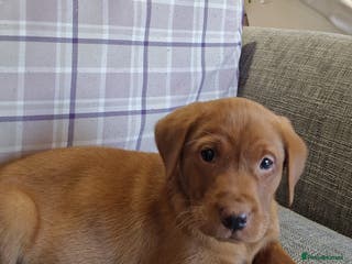 Labrador Retriever dogs Fox Red Labrador Puppies - Advert 1