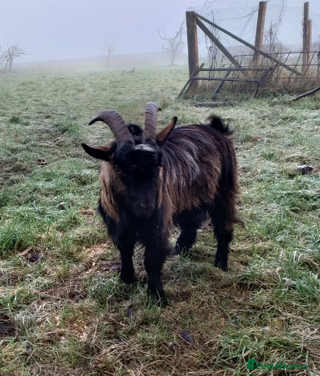 Goats livestock for sale: Two pigmy goats - Advert 8