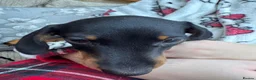 Miniature Dachshund dogs for sale: 1 y/o mini black and tan female dachshund - Advert 4