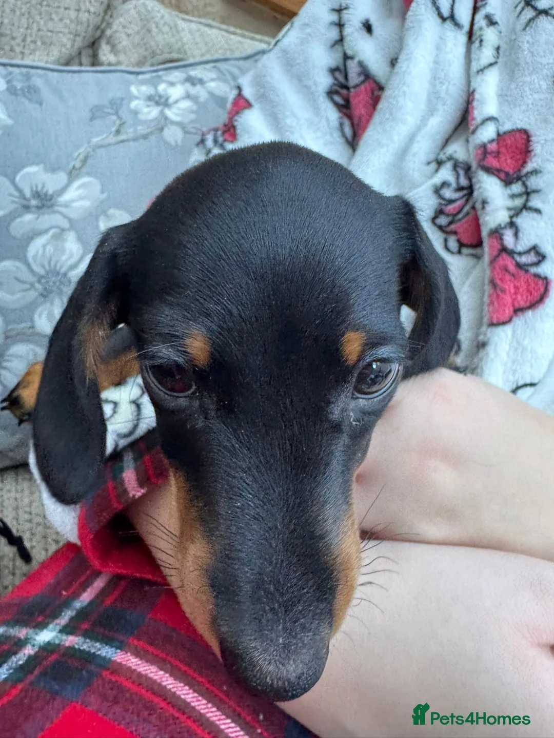 Miniature Dachshund dogs for sale: 1 y/o mini black and tan female dachshund - Advert 4