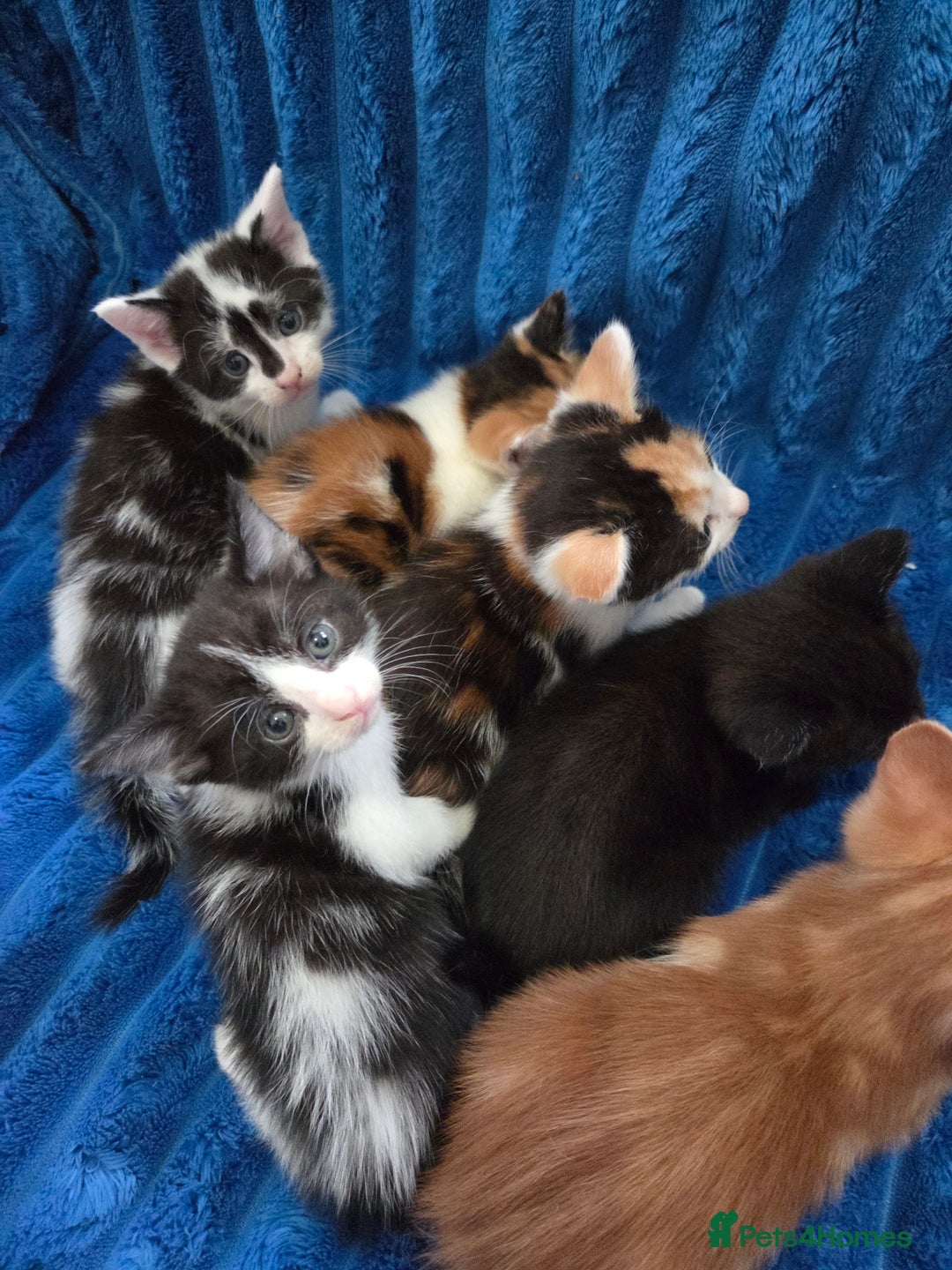 American Shorthair cats for sale: Beautiful 8 Week Old Kittens - Image 4