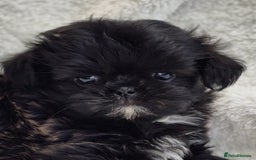 Shih Tzu dogs for sale: Gorgeous Small Imperial Shih tzu puppies READY - Image 29