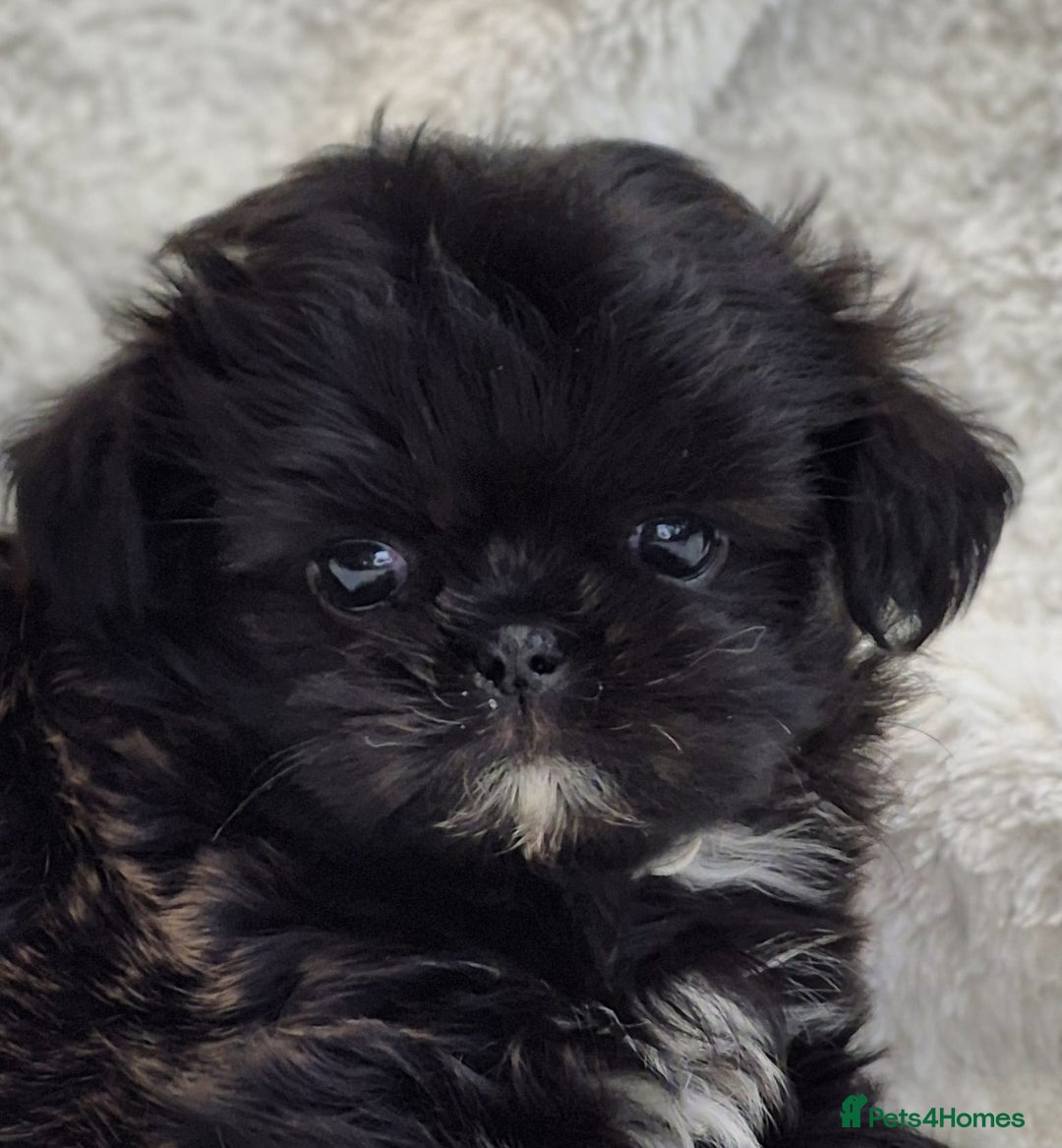 Shih Tzu dogs for sale: Gorgeous Small Imperial Shih tzu puppies READY - Image 29