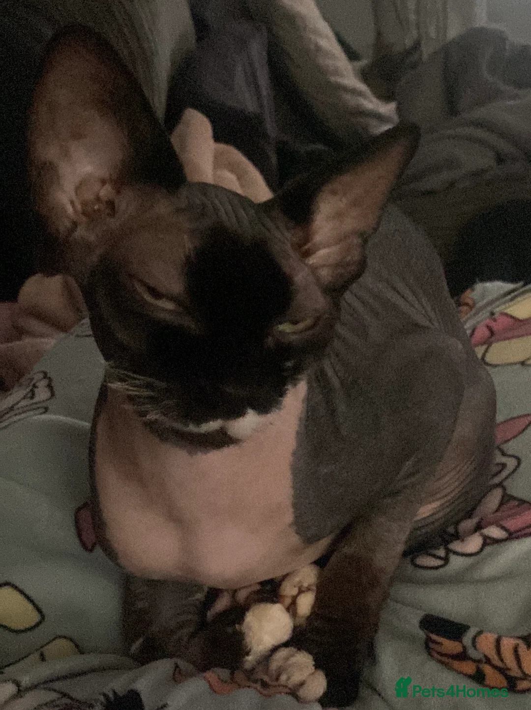 Sphynx cats for sale: Spynx kitten for sale  - Advert 2