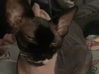 Sphynx cats Spynx kitten for sale - Advert 3