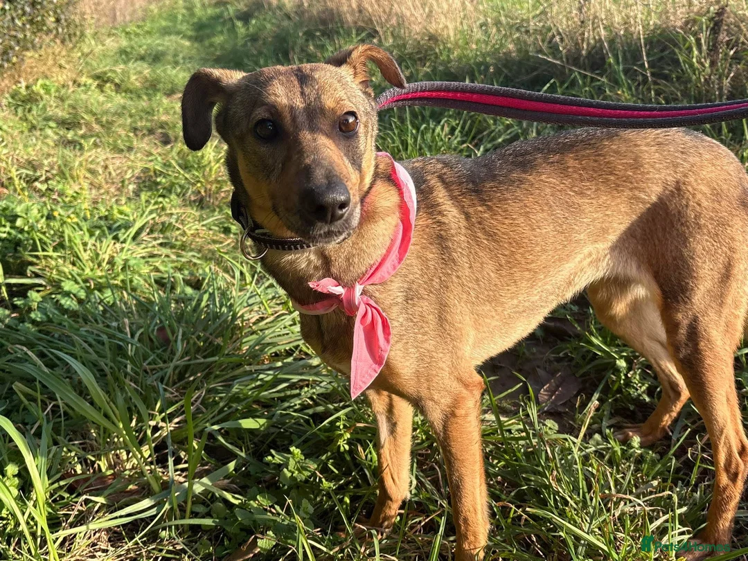 Mixed Breed dogs for adoption: Flora - Norwich Norfolk  - Advert 12