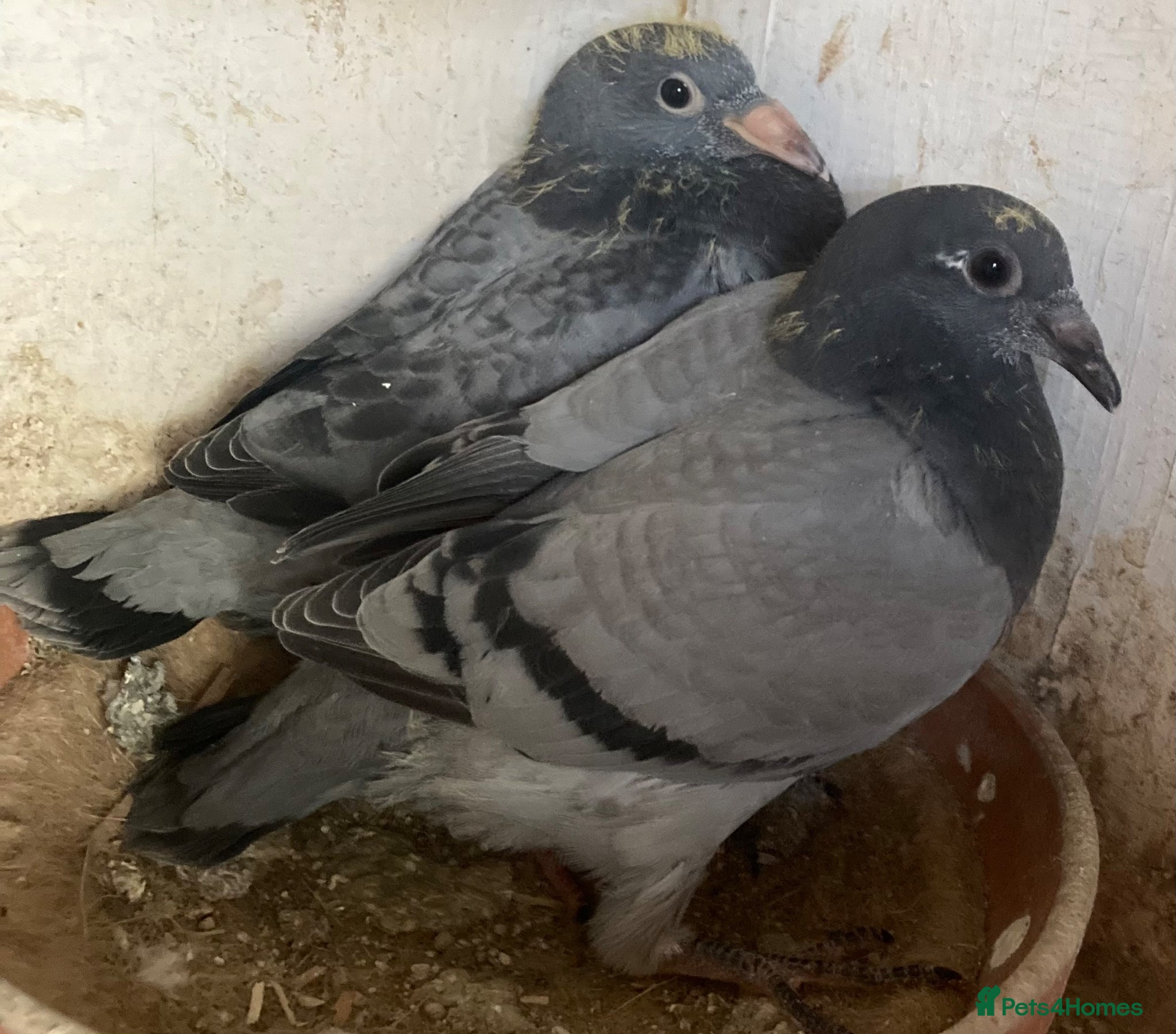 Pigeons birds Two dani Evan young birds  - Advert 1