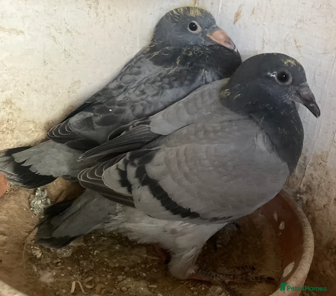 Pigeons birds for sale: Two dani Evan young birds  - Advert 1