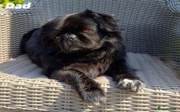 Pug dogs for sale: Amazing KC registered pug puppies - Image 8