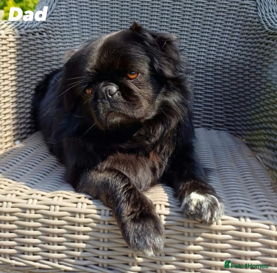 Pug dogs for sale: Amazing KC registered pug puppies - Image 8