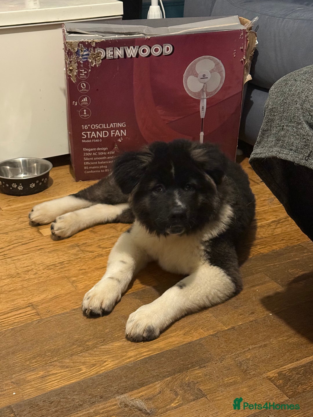 Akita dogs for sale: Akita Female  puppy - Advert 2