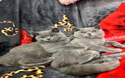 British Shorthair cats for sale: GCCF BSH Kittens pet homes only  - Image 35