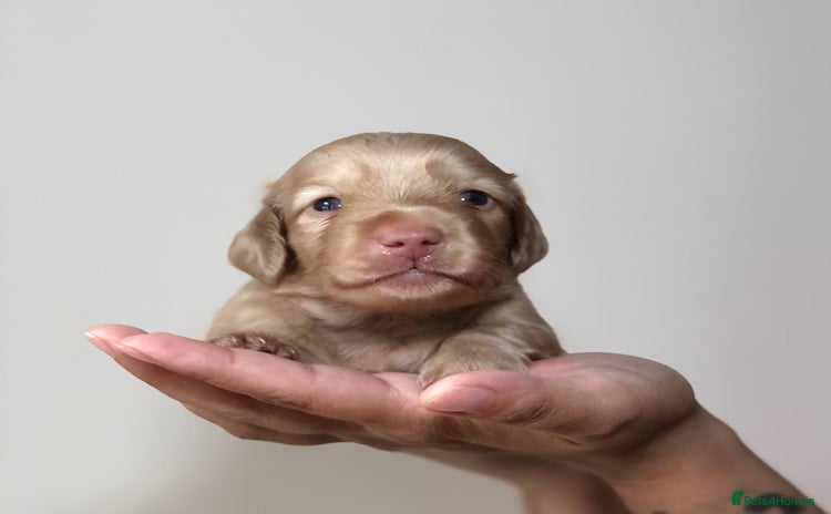 Miniature Dachshund dogs - Advert 16