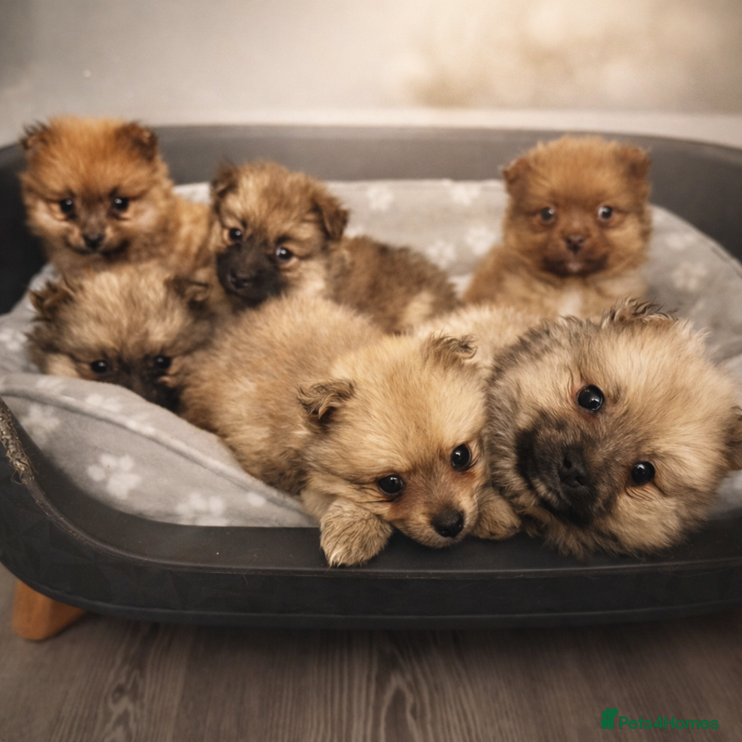 Pomeranian dogs for sale: 6 Adorable Mini/Tiny/ Fluffy Pomeranian Puppies  - Advert 1